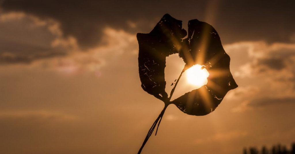 Sonne scheint durch Herzförmiges Blattloch